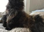 Luna - American Longhair Cat For Sale - Swoyersville&comma; PA&comma; US