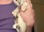 Female Lynx Point Siamese - Siamese Kitten For Sale - Fort Wayne&comma; IN&comma; US