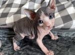 Star sphynx - Sphynx Kitten For Sale - Blackwood&comma; NJ&comma; US
