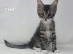 Fear - Maine Coon Kitten For Sale - Elk Grove&comma; CA&comma; US