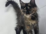 Envy - Maine Coon Kitten For Sale - Elk Grove&comma; CA&comma; US