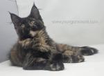Pocahontas - Maine Coon Kitten For Sale - 