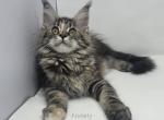 Anxiety - Maine Coon Kitten For Sale - Elk Grove&comma; CA&comma; US