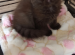 Tica black exotic shorthair kittens - Exotic Kitten For Sale - Woodburn&comma; IN&comma; US