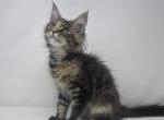 Embarrassment - Maine Coon Kitten For Sale - Elk Grove&comma; CA&comma; US