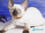 Oreo - Devon Rex Kitten For Sale - Norwalk&comma; CT&comma; US