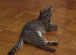 Sunflower - American Shorthair Cat For Sale - Brooklyn&comma; NY&comma; US