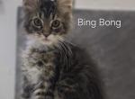 Bing Bong - Maine Coon Kitten For Sale - Elk Grove&comma; CA&comma; US
