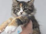 Darla - Maine Coon Kitten For Sale - 