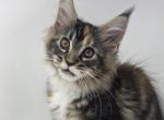 DD - Maine Coon Kitten For Sale - Elk Grove&comma; CA&comma; US