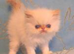 Persian Himalayan - Persian Kitten For Sale - Chatsworth&comma; CA&comma; US