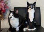 Zuko - Domestic Cat For Adoption - TX&comma; US