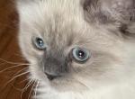 Persian Himalayan Male Kitten Available - Persian Kitten For Sale - Bath&comma; PA&comma; US