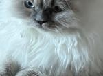 Himalayan Kitten Blue Point  Male Available Fluffy - Himalayan Kitten For Sale - 