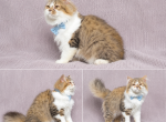 Falcone - Persian Kitten For Sale - Lehigh Acres&comma; FL&comma; US