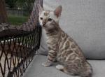 Princess Zuki - Bengal Kitten For Adoption - Upper Sandsky&comma; OH&comma; US