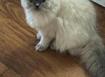 Star Himalayan Female Available - Himalayan Kitten For Sale - 