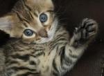 Bengal boy - Bengal Kitten For Sale - Haverstraw&comma; NY&comma; US