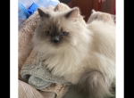 Pretty Girl Himalayan Female Retired Breeder - Himalayan Cat For Sale - Bath&comma; PA&comma; US