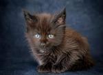Meet Onyx Old Style Maine Coon Kitten - Maine Coon Kitten For Sale - DC&comma; US
