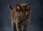 Meet Onyx The Midnight Gentleman of Lynx Rune Code - Maine Coon Kitten For Sale - DC&comma; US