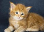 Rusty Classic Red European Maine Coon Kitten - Maine Coon Kitten For Sale - DC&comma; US