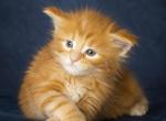 Cooper Majestic European Type Maine Coon Boy - Maine Coon Kitten For Sale - DC&comma; US