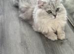 Breeding Services Scottish straight - Scottish Straight Cat For Sale - Hallandale&comma; FL&comma; US