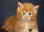 Meet Sunny Classic European Type Maine Coon Boy - Maine Coon Kitten For Sale - DC&comma; US