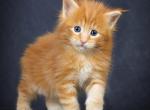 Meet Sunny Classic European Type Maine Coon Boy - Maine Coon Kitten For Sale - FL&comma; US