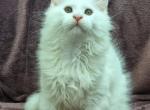 White Maine coon female - Maine Coon Kitten For Sale - 