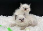 Diamonds Seal Point M - Ragdoll Kitten For Sale - Okemah&comma; OK&comma; US