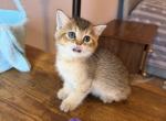 Lily Scottish straight pretty girl - Scottish Straight Kitten For Sale - Champions Gate&comma; FL&comma; US
