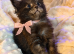 Caribbean Coons of Sarasota - Maine Coon Kitten For Sale - Sarasota&comma; FL&comma; US