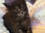 Maine Coon Kittens Sarasota - Maine Coon Kitten For Sale - Sarasota&comma; FL&comma; US