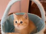 Orange color very nice fur Scottish straight boy - Scottish Straight Kitten For Sale - 