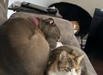 Astrid - American Shorthair Cat For Adoption - Kingsport&comma; TN&comma; US