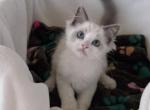TICA Blue Bicolor Royce - Ragdoll Kitten For Sale - Mt Morris&comma; IL&comma; US