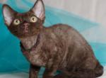 Makar - Devon Rex Kitten For Sale - Norwalk&comma; CT&comma; US