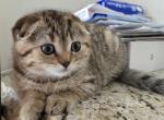 Tom - Scottish Fold Kitten For Sale - Holland&comma; PA&comma; US