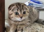 Tom - Scottish Fold Kitten For Sale - Holland&comma; PA&comma; US