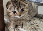 Tom - Scottish Fold Kitten For Sale - Holland&comma; PA&comma; US