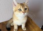 Teddy Scottish straight boy very beautiful - Scottish Straight Kitten For Sale - 