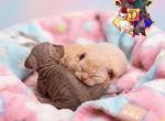 Neapolitan Litter - Devon Rex Kitten For Sale - Spokane&comma; WA&comma; US