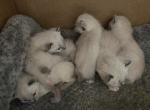 BANDIT JUNE 28 - Siamese Kitten For Sale - Bryan&comma; TX&comma; US