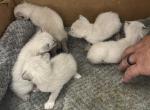 BANDITS JUNE 28 - Snowshoe Kitten For Sale