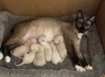 MANX BANDIT - Manx Kitten For Sale - Bryan&comma; TX&comma; US