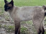 SLICK - Siamese Kitten For Sale - Bryan&comma; TX&comma; US
