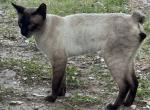 MY SLICK - Manx Kitten For Sale - Bryan&comma; TX&comma; US