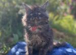 Star Wars Litter - Maine Coon Kitten For Sale - Kalamazoo&comma; MI&comma; US